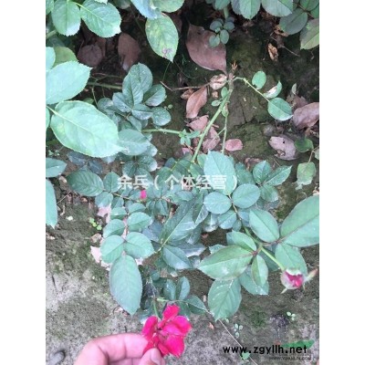 江苏供应海棠2-12公分 无中介