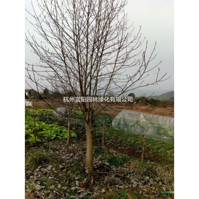 茶梅球低价处理