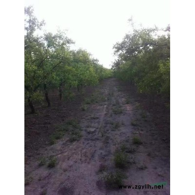 沧州地区供应10-20公分枣树