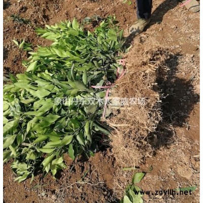 象山红美人橘苗