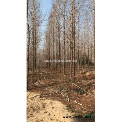 3公分水杉  4公分水杉