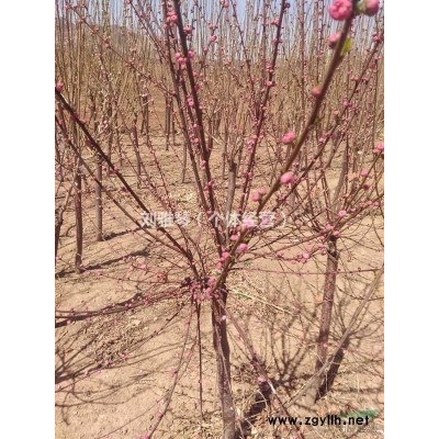 油松、云杉、榆叶梅等，价格优惠