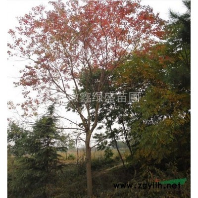 大量供应红叶李5-20公分，精品红叶李