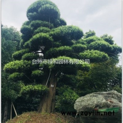 浙江台州临海大量供应未造型小叶罗汉松，罗汉松毛胚树