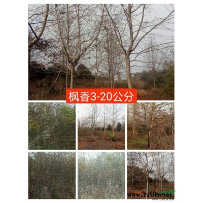 供应 合欢  栾树   香泡