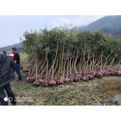 供野鸦椿苗，福建野鸦椿苗
