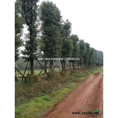 湖南红叶石楠毛柱批发