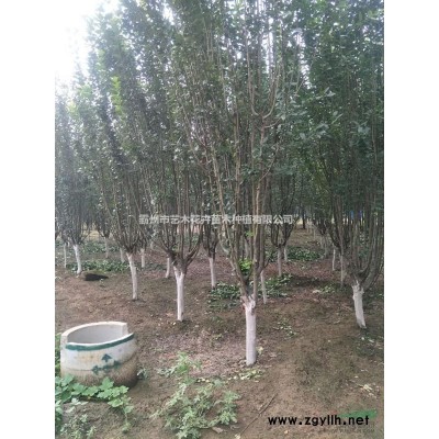 河北廊坊供应5-12公分金枝槐