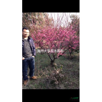 供应大量规格的早樱 湖州货源