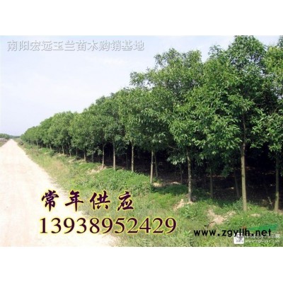 南阳玉兰基地专供：1-30公分紫玉兰、红玉兰！