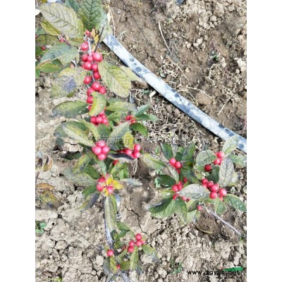 江苏北美冬青9*新报价/北美冬青9图片