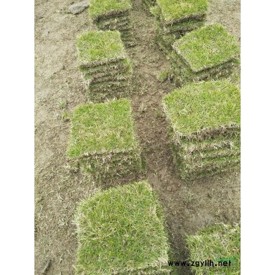 高杆红叶石楠*新价格/高杆红叶石楠报价