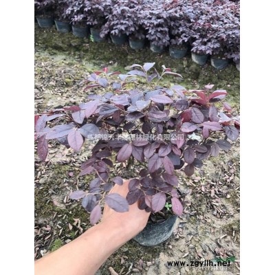 肾蕨地苗、肾蕨杯苗、肾蕨苗