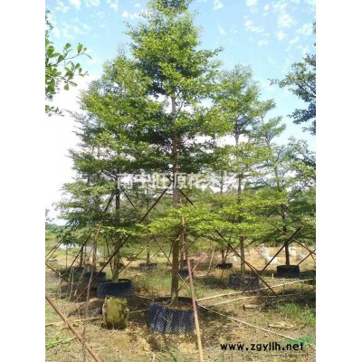 红继木25-30高度冠幅新苗上市