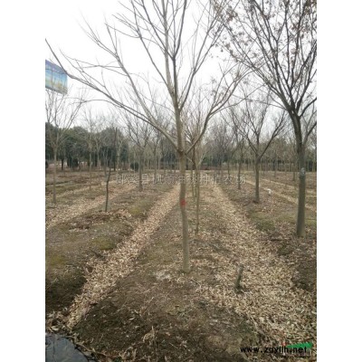 无患子，6.7.8.9.10一批，每规格2000棵介绍/特征/用途