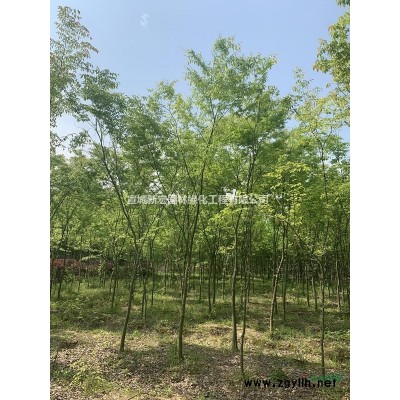 6 - 19 公分 榉树货源宣城