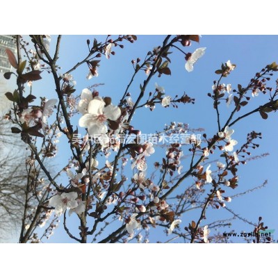 苏州日本樱花树，染井吉野樱
