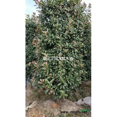 红叶石楠树大量供应保证价廉物美