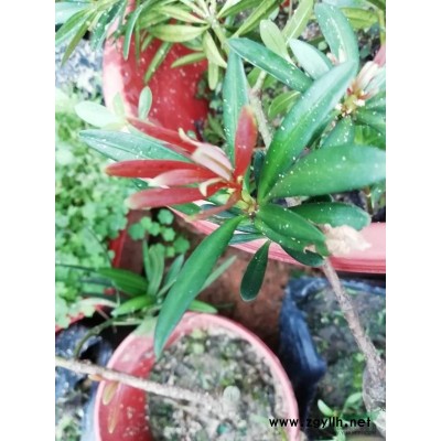 海岛嫁接罗汉松