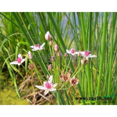 醉鱼草*新价格/醉鱼草报价