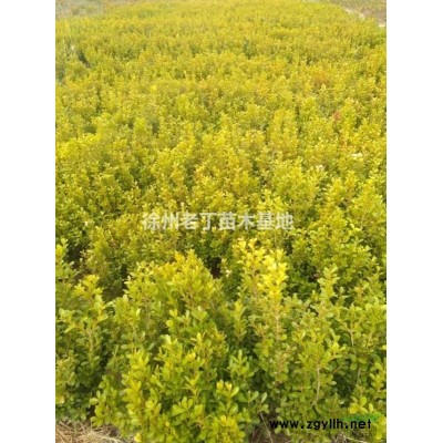 连翘，金叶女贞批发价