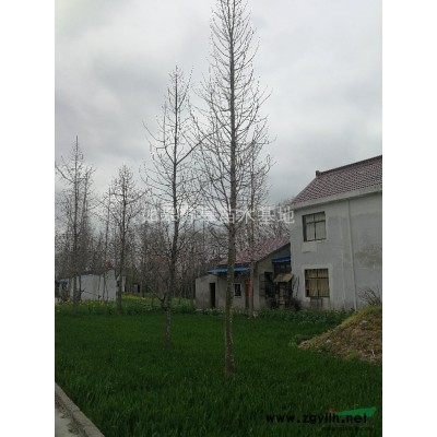 供应4-8公分红梅