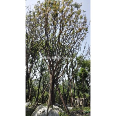 红叶石楠柱、、精品红叶石楠球、成都红叶石楠