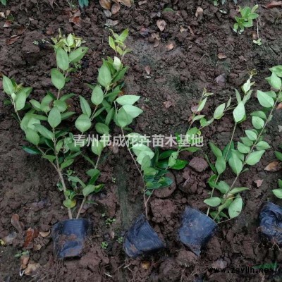 供应精品红叶石楠，红叶石楠杯苗，批发红叶石楠