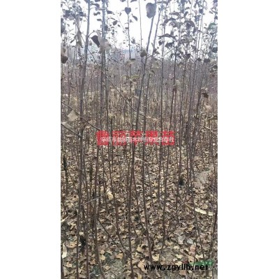 出售杜梨苗八棱海棠苗烟富苹果苗皇冠梨苗
