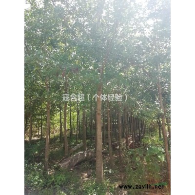 大量银杏、八月桂供应