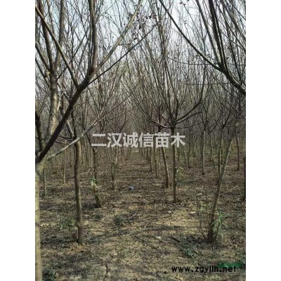 低价供应紫叶矮樱