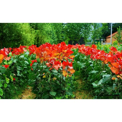 冠红杨的市场前景如何