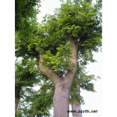 马褂木(鹅掌楸)