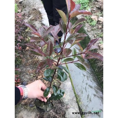 浙江杭州供应高0.8米-2米 海桐球