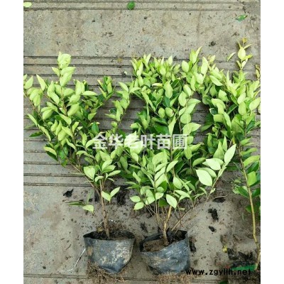 供应红叶石楠球100冠，金森女贞球80冠