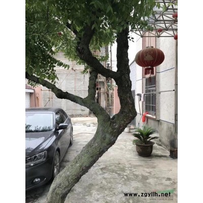 江苏常州地区出售50树龄枣树