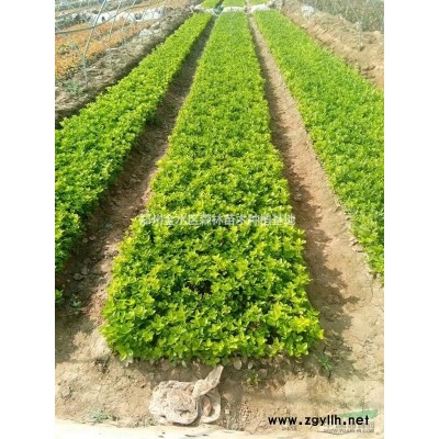 大量出售大叶女贞