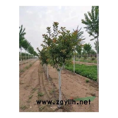 冬红海棠、绚丽还挺、丰盛海棠