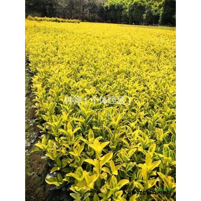 四川省温江区供应金冠黄杨（金镶玉黄杨）