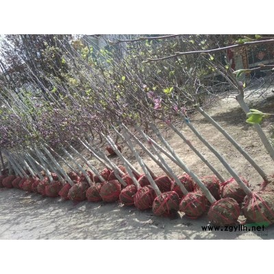 河南鄢陵，大量供应丛生蜡梅