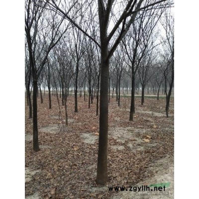江苏地区供应5一1O公分榉树
