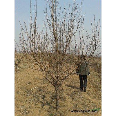 大面积优质枣树苗火热预定中