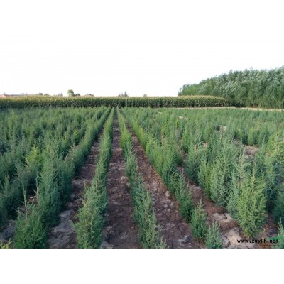 宁夏海原县出售桧柏床苗及1.5-2.5米左右的桧柏