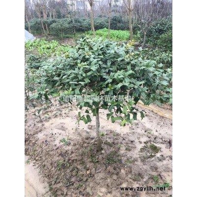 优势供应迎春、红瑞木、十大功劳、大叶黄杨、南天竹