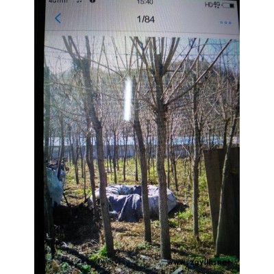 辽宁地区供应黄柏