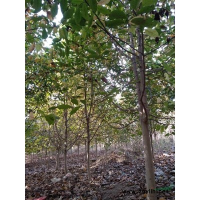 河南省南阳供应木瓜树8一10公分，