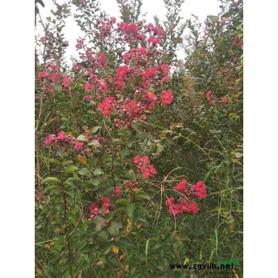 美国天鹅绒紫薇