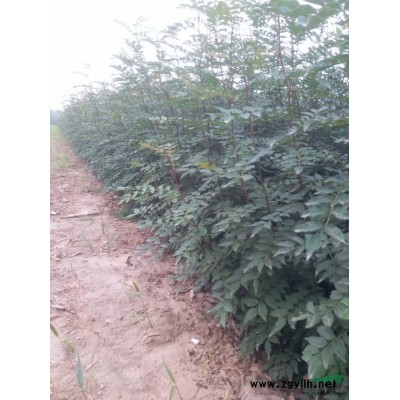 毛桃树苗 毛桃苗 占地果树苗 嫁接成品桃树苗