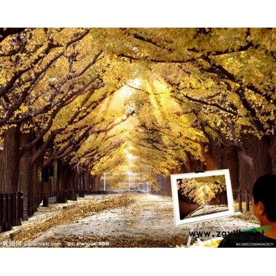 江苏黑松2哪里好/哪家便宜