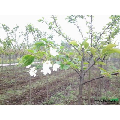 四川樱花供应图片展示产地直销